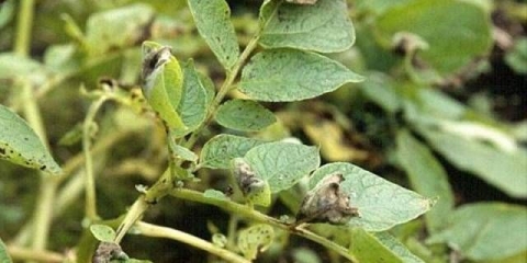 Krompir: bolesti listova + fotografija